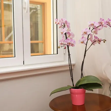 Apartment Liston Anastasia *